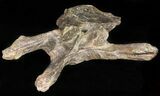 Triceratops Dorsal Vertebrae On Stand - North Dakota #50790-4